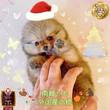 ポメラニアン【岐阜県・女の子・2025年10月26日・オレンジ】の写真「ミニサイズ、爆毛両親外国産、可愛い姫様」
