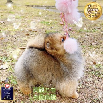 ポメラニアン【岐阜県・男の子・2024年12月17日・オレンジ】の写真「両親とも外国血統、ミニサイズ毛玉、爆毛健康診断良い」