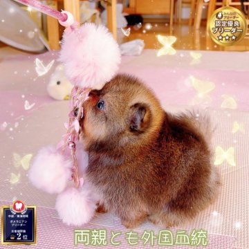 ポメラニアン【岐阜県・男の子・2025年10月27日・オレンジ】の写真「ミニ外国産血統、爆毛愛嬌、人懐っこい、顔とても可愛」