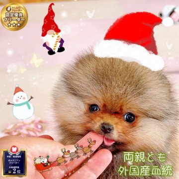 ポメラニアン【岐阜県・女の子・2025年10月15日・オレンジ】の写真「両親とも外国産超ミニサイズ毛玉、爆毛姫様」