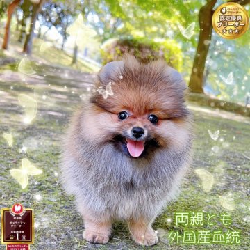 ポメラニアン【岐阜県・女の子・2025年5月25日・オレンジ】の写真「両親外国血統、ミニサイズ、爆毛、愛嬌」