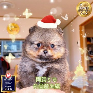 ポメラニアン【岐阜県・男の子・2025年10月27日・オレンジ】の写真「ミニ外国産血統、爆毛愛嬌、人懐っこい、顔とても可愛」