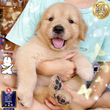 ゴールデンレトリバー【岐阜県・男の子・2025年6月21日・ライトゴールド】の写真「祖父母ともチャンピオン足太大きいサイズ大人しい愛嬌」