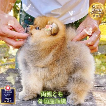 ポメラニアン【岐阜県・男の子・2025年7月11日・オレンジ】の写真「薄色小サイズ愛嬌オリコ父親外国産、爆毛国際高級ポメ」