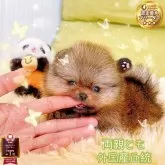 ポメラニアン【岐阜県・女の子・2025年10月15日・オレンジ】の写真1「11/23の体重340g 超ミニサイズ、食欲強い、性格良いらしい」