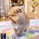 ポメラニアン