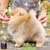 ポメラニアン