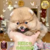 ポメラニアン
