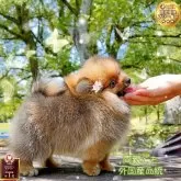 ポメラニアン