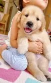 ゴールデンレトリバー【岐阜県・男の子・2025年6月21日・ライトゴールド】の写真2「黒素しっかり、とても大きいサイズ」