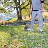 ポメラニアン【岐阜県・男の子・2024年12月17日・オレンジ】の写真2「超人懐っこいですよ〜人の足周りで回って、人の足に乗せて、可愛い」