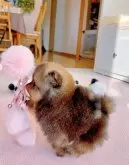 ポメラニアン【岐阜県・男の子・2025年10月27日・オレンジ】の写真3「マズルとても短い、足と👂も短い」