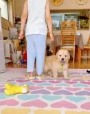 ゴールデンレトリバー【岐阜県・男の子・2025年6月21日・ライトゴールド】の写真3「ニコニコですよ〜活発です」