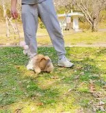 ポメラニアン【岐阜県・男の子・2024年12月17日・オレンジ】の写真5「もうお猿期ですが、モコモコでしょう〜」