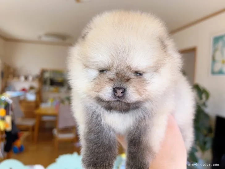 ID：2204-00752の子犬