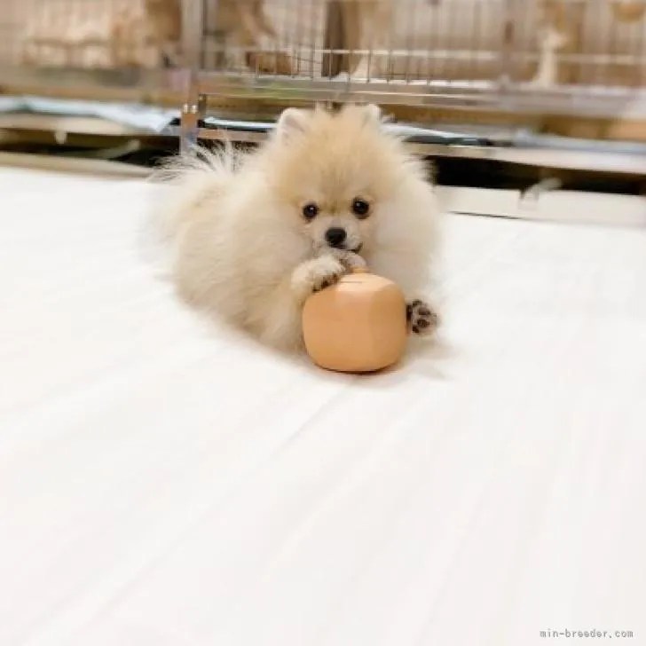 ID：2207-05399の子犬