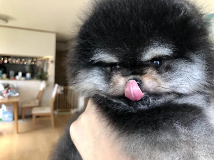 ID：2005-02310の子犬