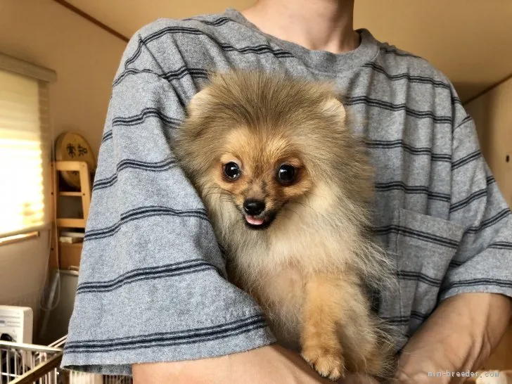 ID:2004-00869の子犬