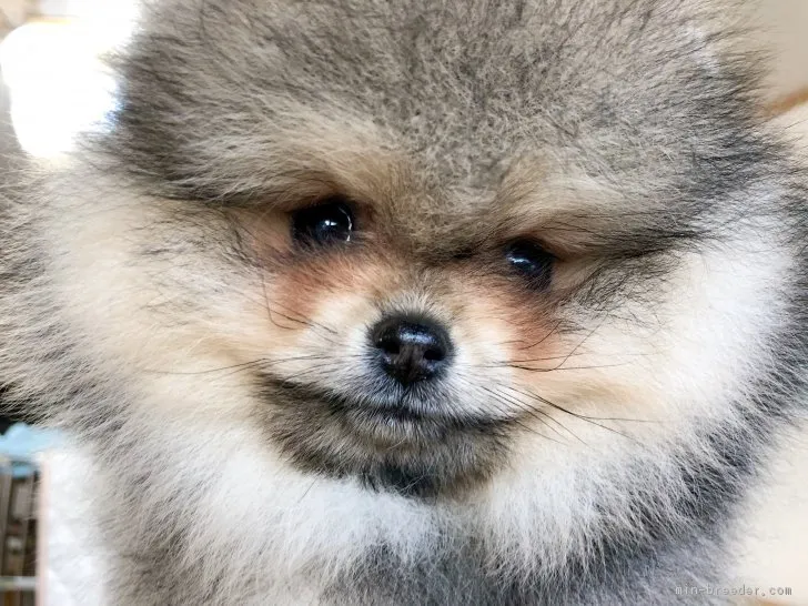 ID：1901-00890の子犬
