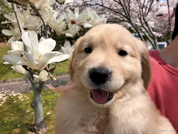 ID：1802-01759の子犬