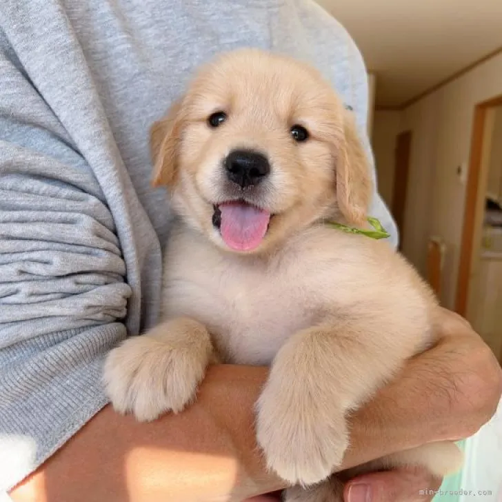 ID：2210-04594の子犬