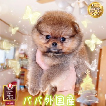ポメラニアン【岐阜県・女の子・2023年11月11日・オレンジ】の写真「父親外国産、爆毛国際高級ポメ」
