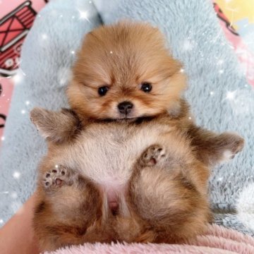 ポメラニアン【岐阜県・女の子・2022年12月22日・オレンジ】の写真「レモンパパの最後メスお爺さん10国チャンピオン」
