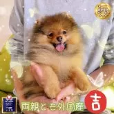 ポメラニアン【岐阜県・男の子・2023年11月7日・オレンジ】の写真1「5歳イチゴママも引退します、無料里親、子犬と一緒に連れて帰れます」