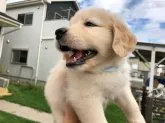 ゴールデンレトリバー【岐阜県・女の子・2019年8月18日・クリーム】の写真2「とても可愛い顔❣️お目目もキラキラ」