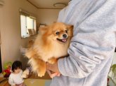 ポメラニアン【・女の子・2022年7月10日・オレンジ】