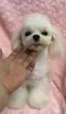 マルチーズ【兵庫県・男の子・2024年12月25日・ホワイト】の写真14「小さめの可愛い男の子🩷」