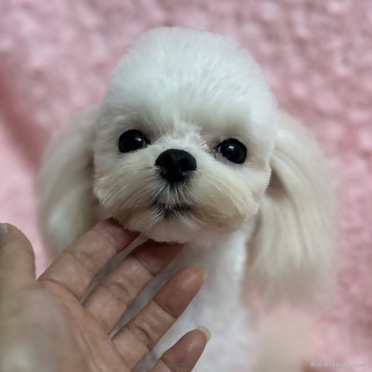 ブリーダー画像