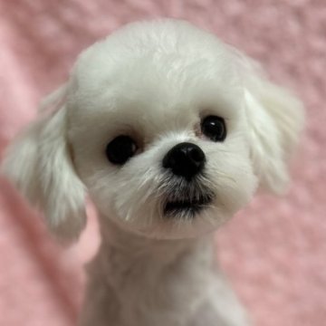 マルチーズ【兵庫県・男の子・2024年6月6日・ホワイト】の写真「とても穏やかな性格、容姿も美しい男の子です❣️」