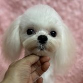 マルチーズ