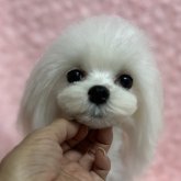 マルチーズ