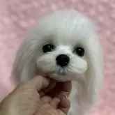 マルチーズ