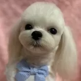 マルチーズ