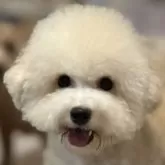 トイプードル(トイ)
