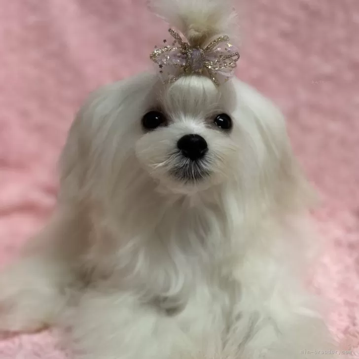 ID:2402-02362の子犬