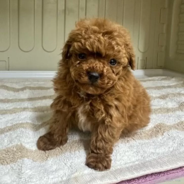 ID:2412-00247の子犬