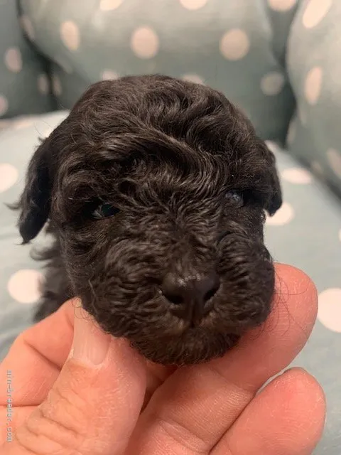 ID:2201-01283の子犬