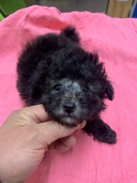 トイプードル(トイ)【島根県・男の子・2021年12月15日・シルバー】の写真「毛量がある健康体のおっとりさん」