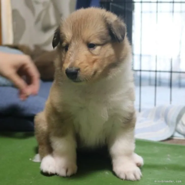 M.M 様のお迎えした子犬
