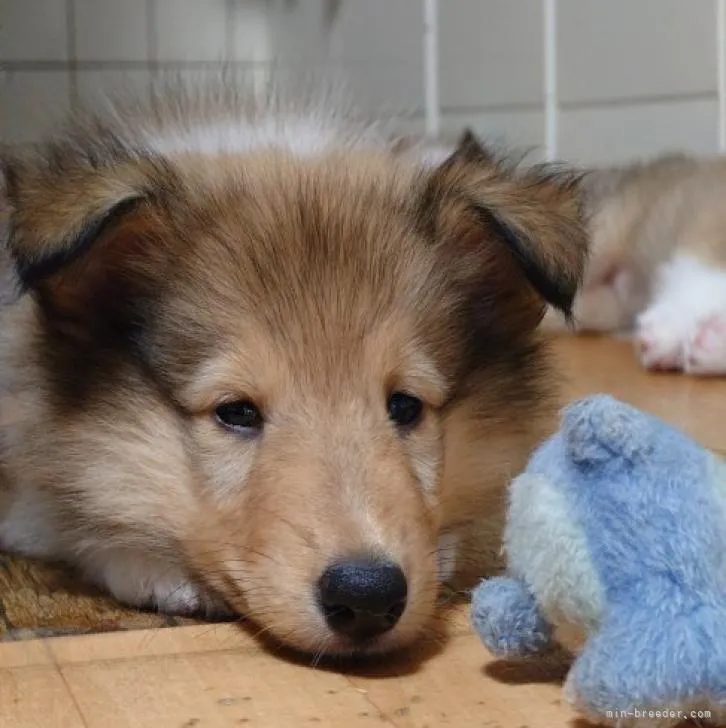 ID:2208-00340の子犬