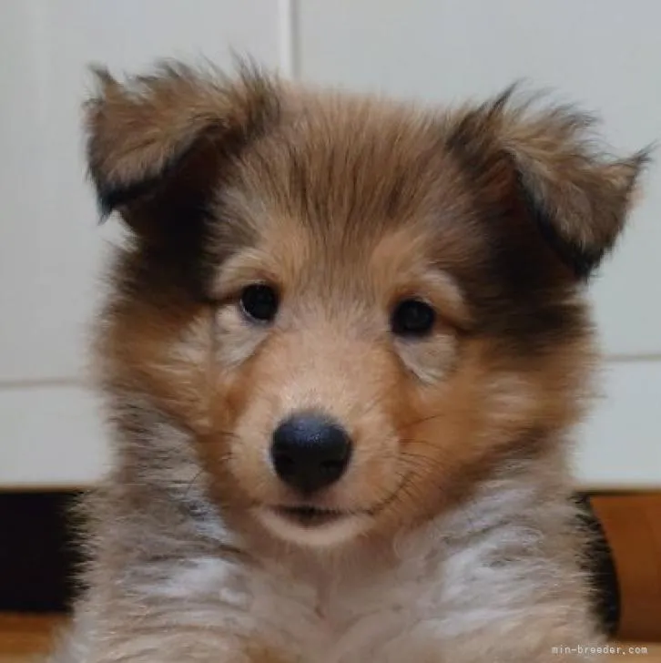 ID：2208-00335の子犬