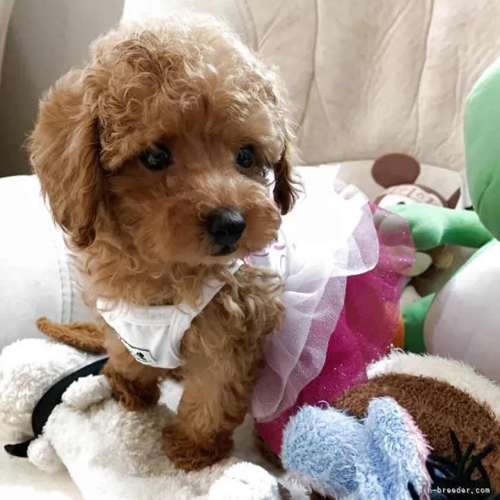 ID：2506-08014の子犬