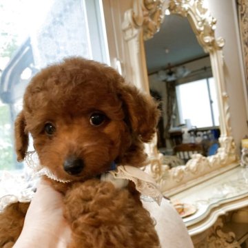 トイプードル(ティーカップ)【岩手県・男の子・2025年6月1日・レッド】の写真「兄は🇺🇸メジャーリーガーJr.時代の監督宅に‼」