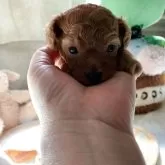 ティーカッププードル