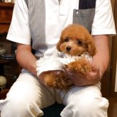 トイプードル(ティーカップ)