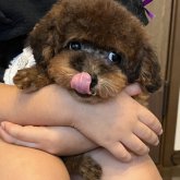 トイプードル(ティーカップ)